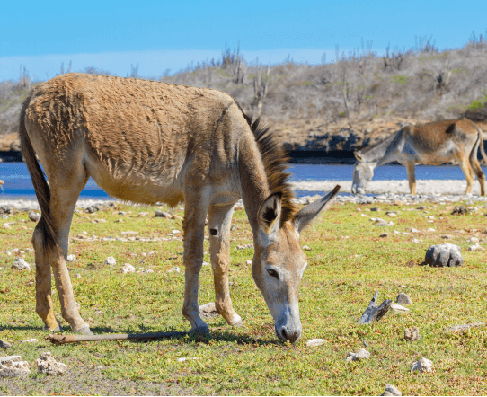 Donkeys in the wild on Bonaire