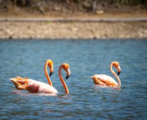 Flamingos at Lake Goto