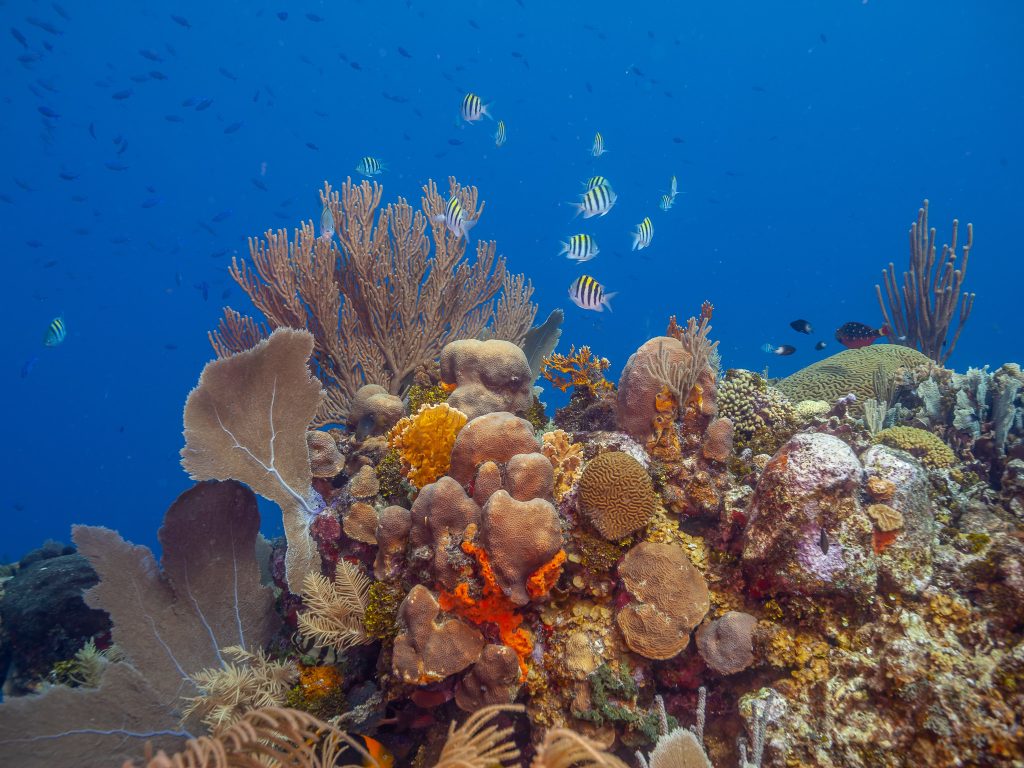 Coral Reef of the coast of Bonaire