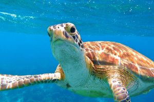 Green turtle swimming on Bonaire