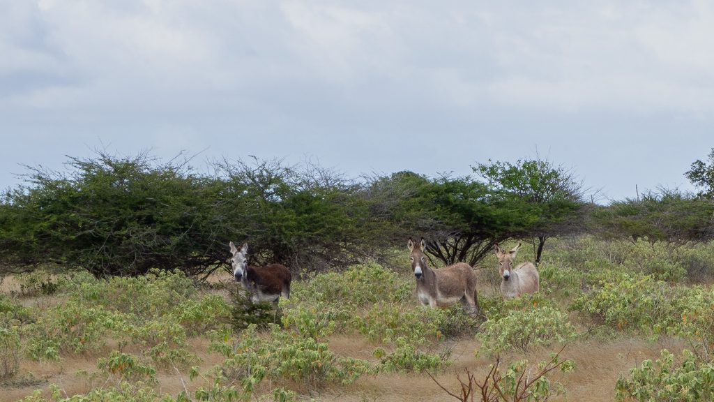 Wild donkeys on Bonaire