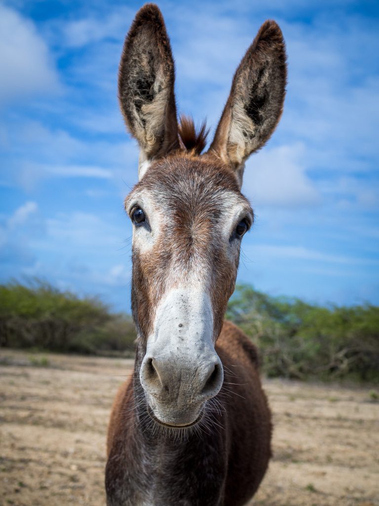 close up of a donkey on Bonaire