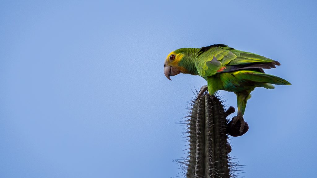 De geelgeschouderde Amazone papagaa ook wel genaamd de Lora