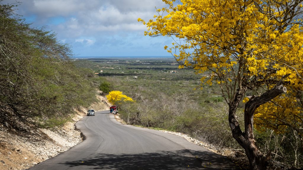 steep road up to seru largu with kibrahacha in bloom